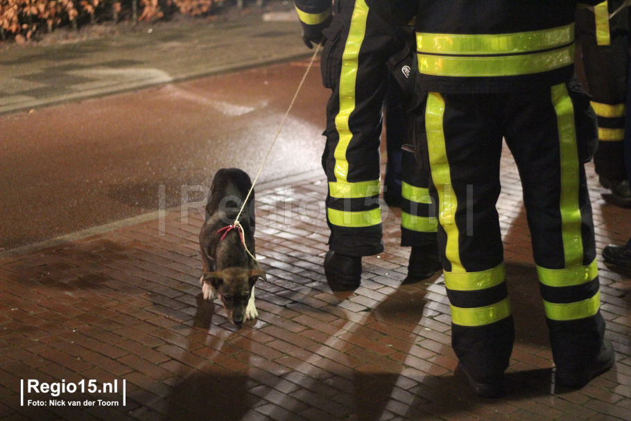 w-Meppel-Hond-1