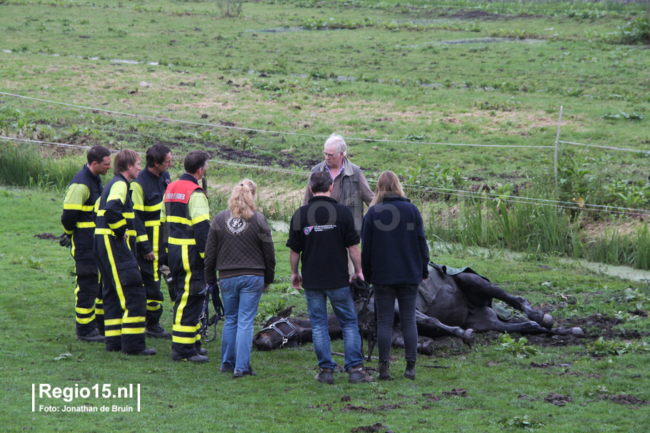 w-Paard overleeft val in sloot niet-2