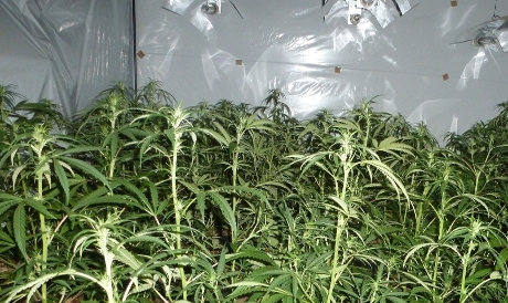Illegale hennepteelt