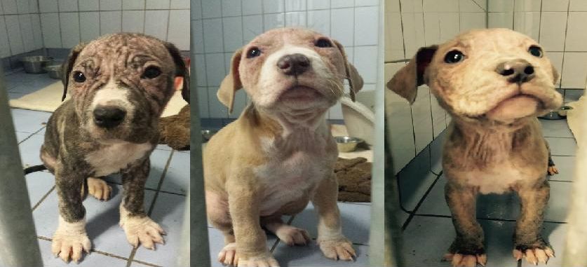 puppies