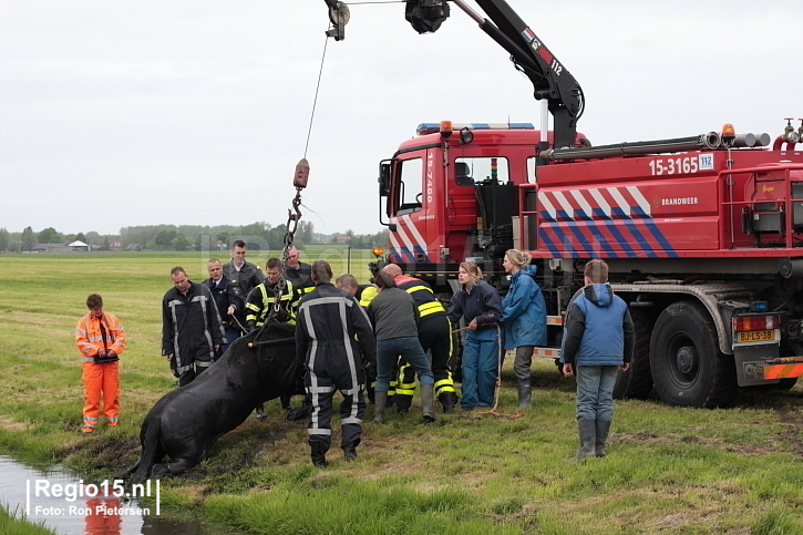 Paard te water - Regio15 - Het laatste nieuws uit de regio ...